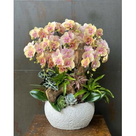 CHẬU LAN HỒ ĐIỆP VÀNG HỒNG